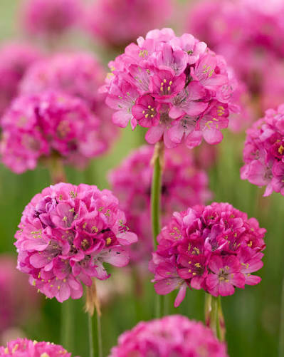Armeria Maritima (Pink Sea Thrift)