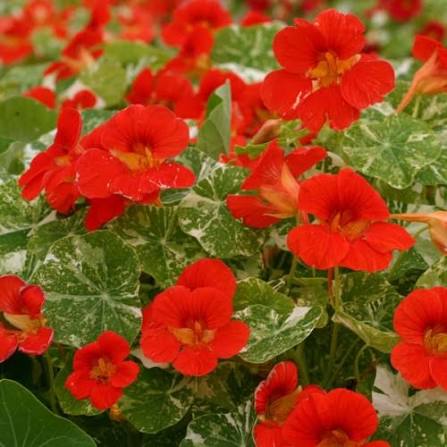 Tropaeolum majus 'Alaska' (Alaska Nasturtium)