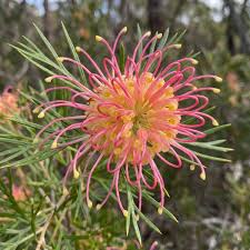 Grevillea ‘Flora Mason’ (Flora Mason Grevillea)