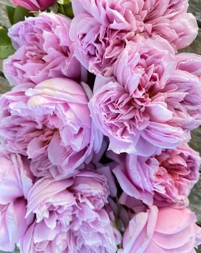 Rosa 'Per-Fyoom Perfume' (Per-Fyoom Perfume Rose)