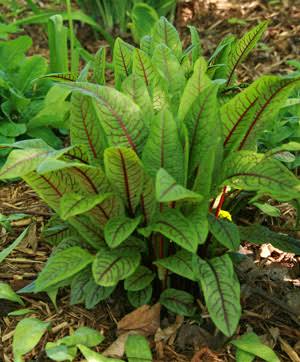 Rumex sanguineus (Red Vein Sorrel)