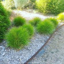 Lomandra Confertifolia ‘Little Con’