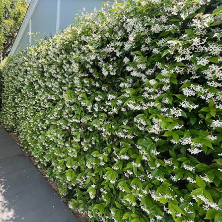 Trachelospermum Jasminoides (Star Jasmine – Staked)