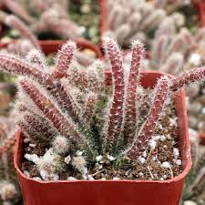 Rhipsalis Horrida (Mouse Tail Cactus)