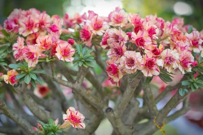 Adenium obesum (Pink Desert Rose)