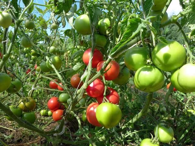 Lycopersicon 'Canabec Super' (Canabec Super Tomato)