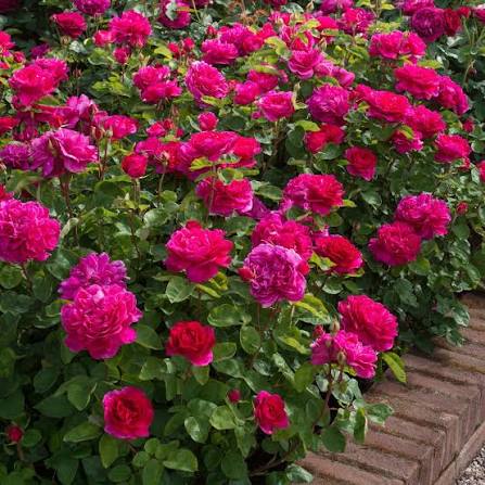 Rosa 'Sophy's Rose' (English Shrub Rose)