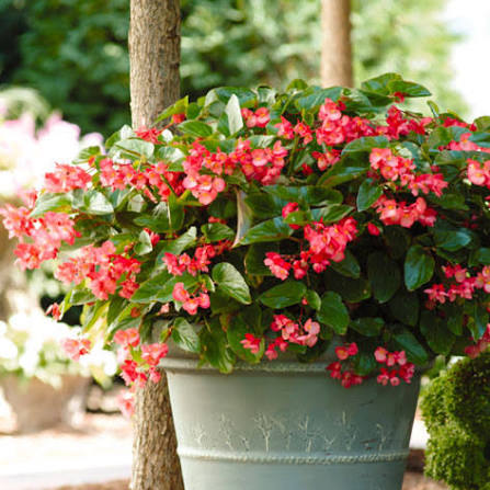 Begonia × hybrida ‘Dragon Wing Red’ (Dragon Wing Red Begonia)