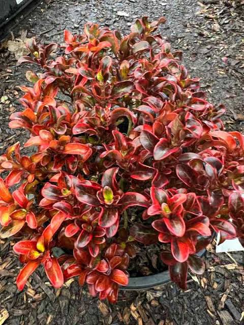 Coprosma repens ‘Sahara Ruby’ (Sahara Ruby Mirror Bush)