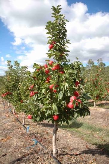 Malus Domestica 'Pinkabelle' (Dwarf Pink Lady Apple)