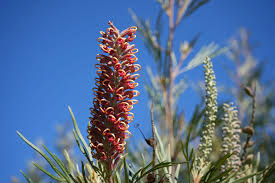 Grevillea 'Majestic' (Majestic Grevillea)