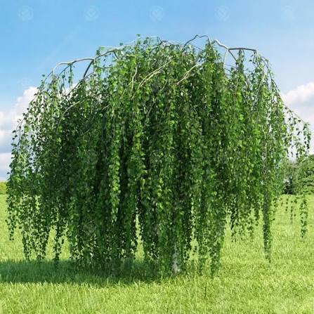 Betula pendula 'Youngii' (Young's Weeping Birch)