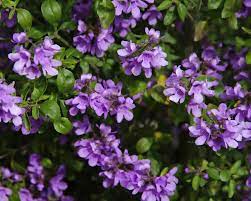 Prostanthera Rotundifolia (Round-leafed Mint Bush)