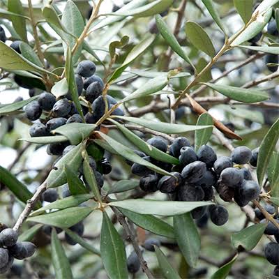 Olea europaea ‘Koronieiki’ (Koroneiki Olive)