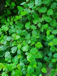Ficus Pumila 'Minima' (Miniature Creeping Fig)