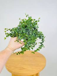 Ficus Pumila 'Minima' (Miniature Creeping Fig)