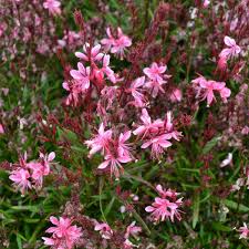 Gaura lindheimeri ‘Belleza Pink’ (Belleza Pink Gaura)