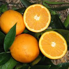 Citrus aurantium 'Footy Navel' (Footy Navel Orange)