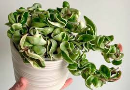 Hoya Carnosa 'Compacta' (Indian Rope Plant)