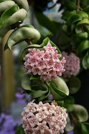 Hoya Carnosa 'Compacta' (Indian Rope Plant)