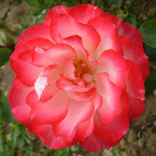 Rosa 'Hannah Gordon' (Hannah Gordon Floribunda Rose)