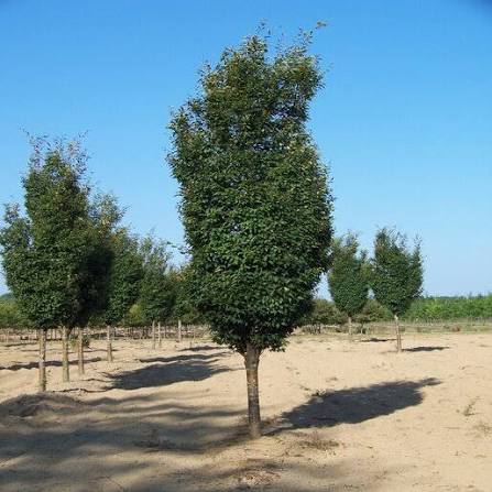 Zelkova Serrata 'Musashino' (Musashino Japanese Zelkova)