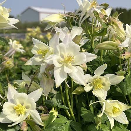 Aquilegia vulgaris 'Earlybird White' (Earlybird White Columbine)