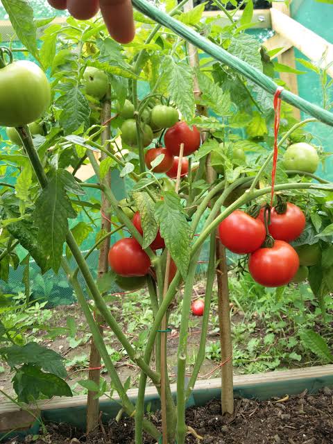 Lycopersicon 'Canabec Super' (Canabec Super Tomato)