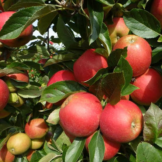 Malus Domestica 'Sweet Cheeks' (Dwarf Sweet Cheeks Apple)