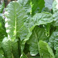 Beta vulgaris subsp. cicla (Perpetual Spinach)