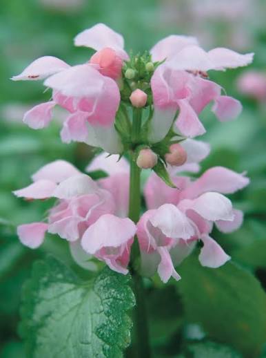 Lamium Maculatum 'Pink Pewter' (Pink Pewter Dead Nettle)