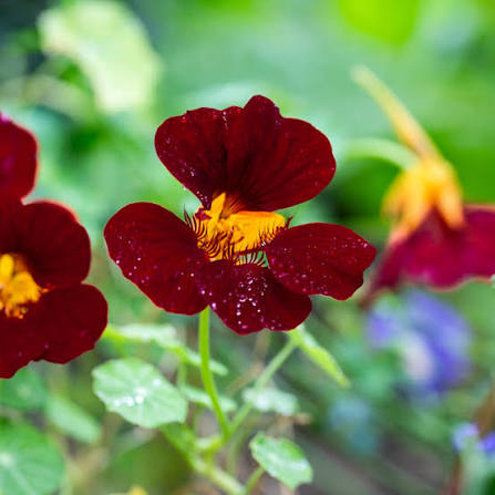 Tropaeolum majus 'Black Velvet' (Black Velvet Nasturtium)