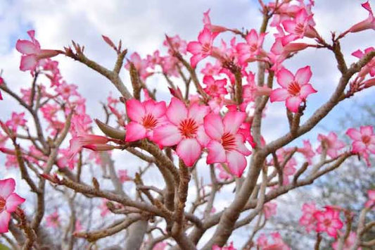Adenium obesum (Pink Desert Rose)