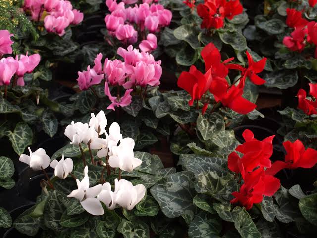 Cyclamen persicum (Florist's Cyclamen)