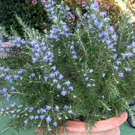 Salvia rosmarinus ‘Roman Beauty’ (Dwarf Rosemary)