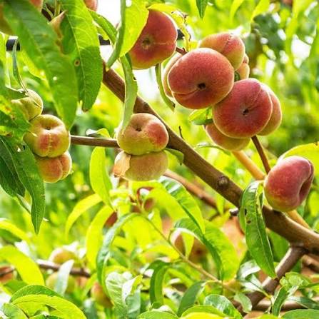 Prunus Persica 'Angel' (Dwarf Donut Peach)