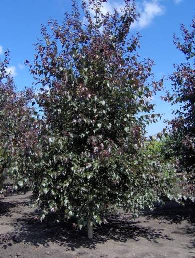Betula populifolia 'Royal Frost' (Royal Frost Birch)