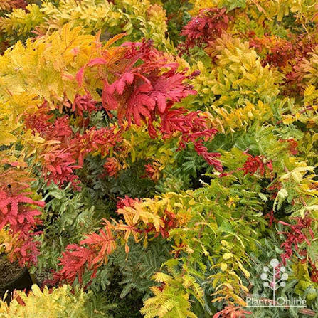 Acacia baileyana ‘Rainbow’ (Rainbow Cootamundra Wattle)