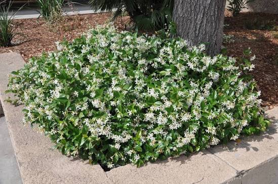 Trachelospermum Jasminoides (Star Jasmine – Staked)