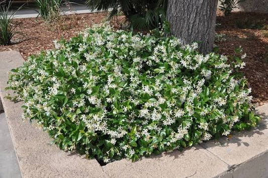 Trachelospermum Jasminoides (Star Jasmine – Staked)
