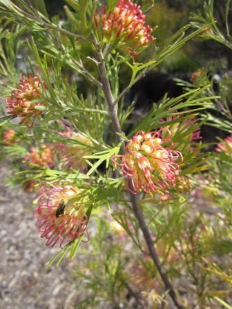 Grevillea ‘Flora Mason’ (Flora Mason Grevillea)