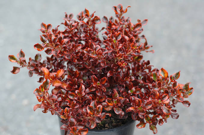 Coprosma repens ‘Sahara Ruby’ (Sahara Ruby Mirror Bush)