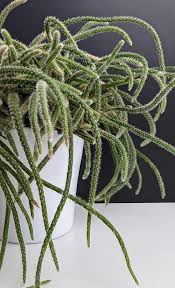 Rhipsalis Horrida (Mouse Tail Cactus)