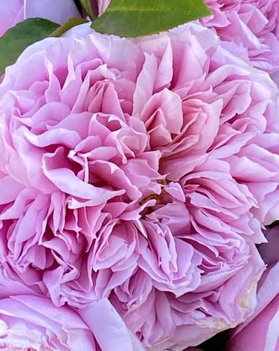 Rosa 'Per-Fyoom Perfume' (Per-Fyoom Perfume Rose)