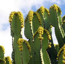 Euphorbia Ingens (Candelabra Tree)