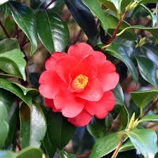 Camellia japonica ‘Wildfire’