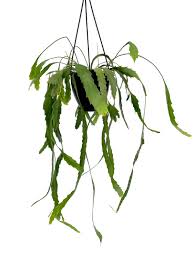 Lepismium Houlletianum (Trailing Jungle Cactus Hanging Basket)