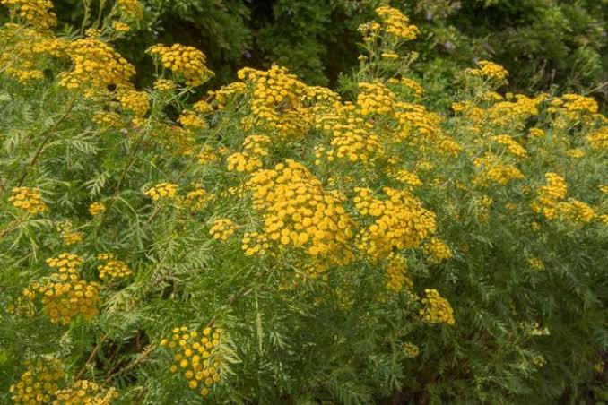 Tanacetum Vulgare (Tansy)