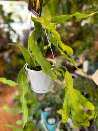 Lepismium Houlletianum (Trailing Jungle Cactus Hanging Basket)