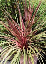 Cordyline Australis 'Can Can' (Can Can Cabbage Tree)